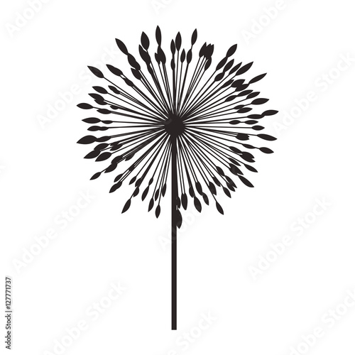 silhouette dandelion with stem and pistil vector illustration