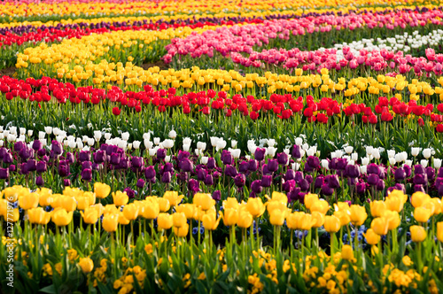 Wallpaper Mural チューリップ Torontodigital.ca