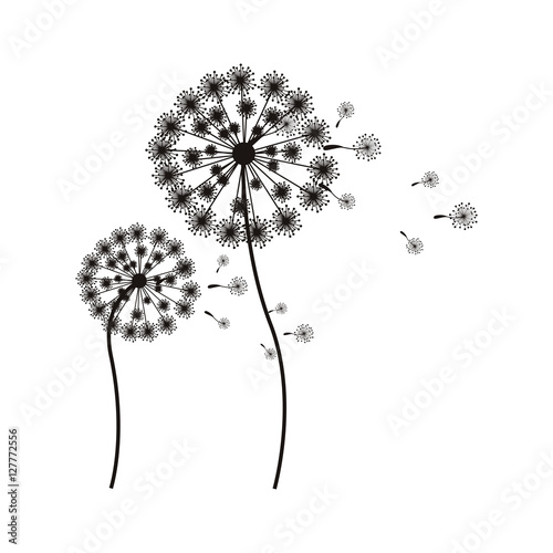 silhouette flying blow dandelion buds vector illustration