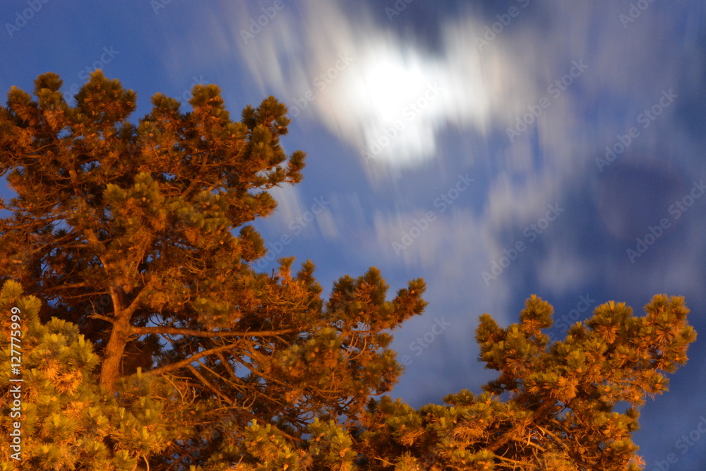 Pine Tree an Clouds Moving Passed The Moon at Speed Pine Tree an Clouds Moving Passed The Moon at Speed