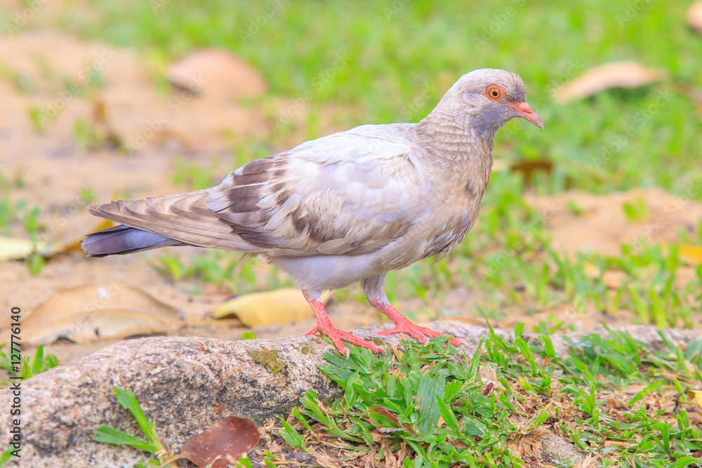 Beautiful colorful white pigeon is walking on the big tree root. Beautiful colorful white pigeon is walking on the big tree root.