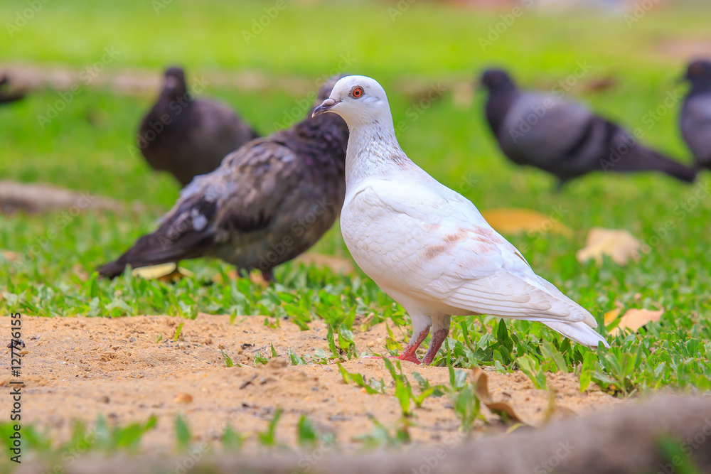 Beautiful white pigeon is walking on the green grass or sand ground. (This image have a blurry tree root on the bottom part of photo.) Beautiful white pigeon is walking on the green grass or sand ground. (This image have a blurry tree root on the bottom part of photo.)