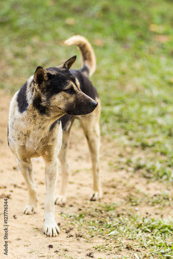 thai stray dog in grass