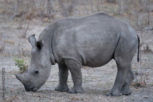 White Rhino Calf   Ceratotherium simum  - Sabi Sands Game Reserve  South Africa