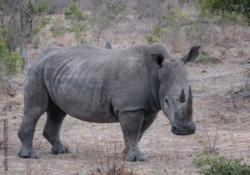White Rhino (Ceratotherium simum) - Sabi Sands Game Reserve, South Africa