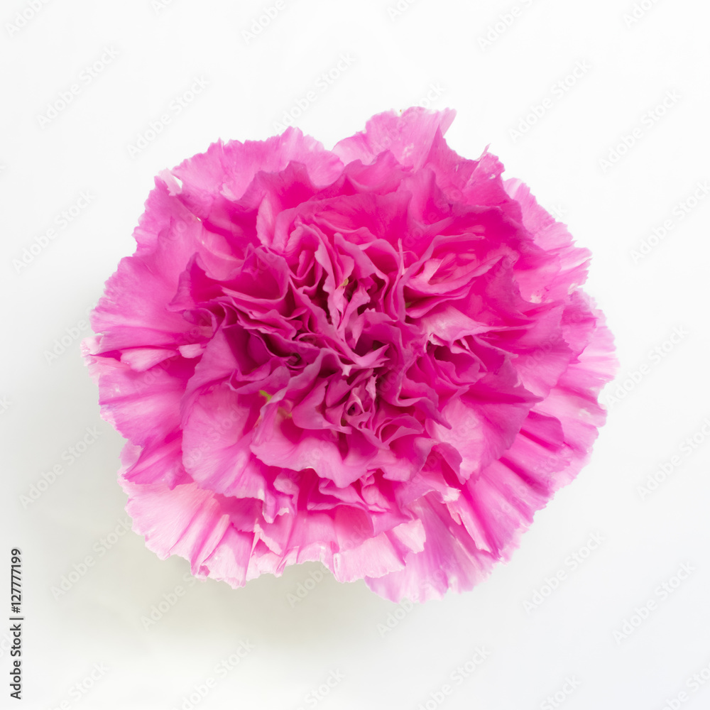 Beautiful pink carnation. Beautiful pink carnation.
