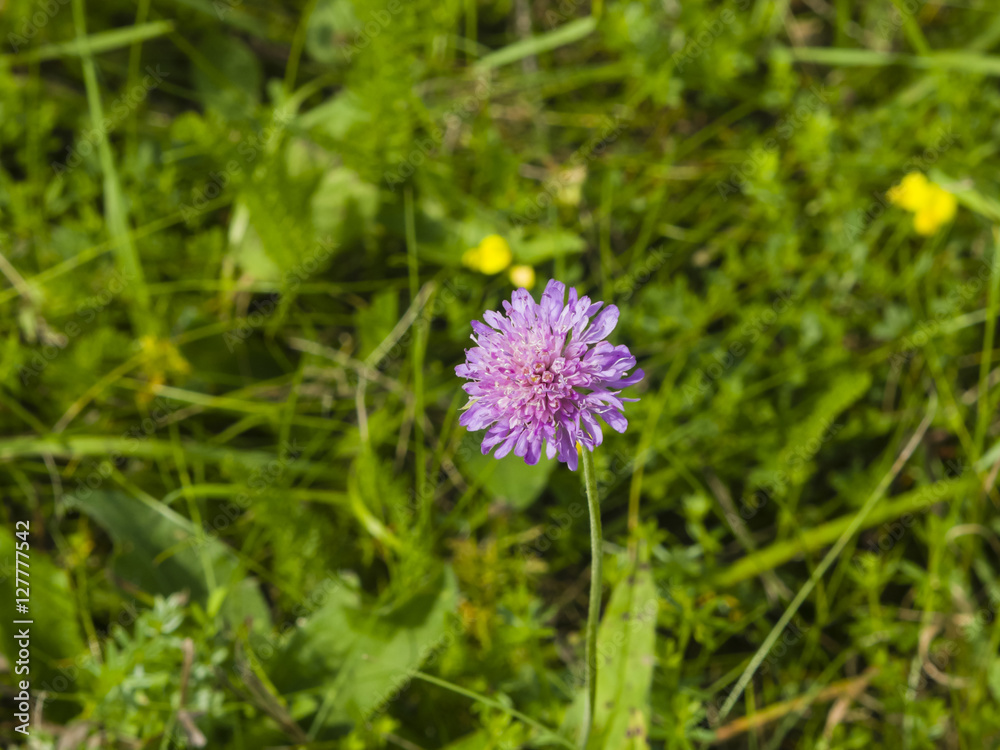 Flower of Field Scabious, Knautia Arvensis, with bokeh background macro, selective focus Flower of Field Scabious, Knautia Arvensis, with bokeh background macro, selective focus