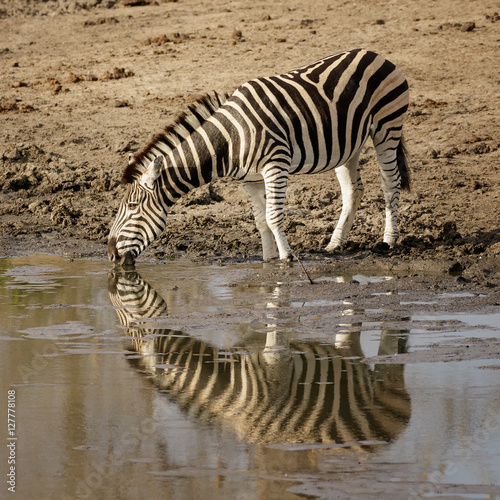 Burchell s Zebra  Equus quagga burchellii  drinking at waterhole - Sabi Sands Game Reserve  South Africa
