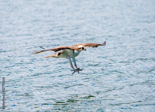 Osprey trout grab
