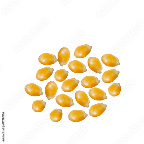 Vector scattered grains of corn on a white background