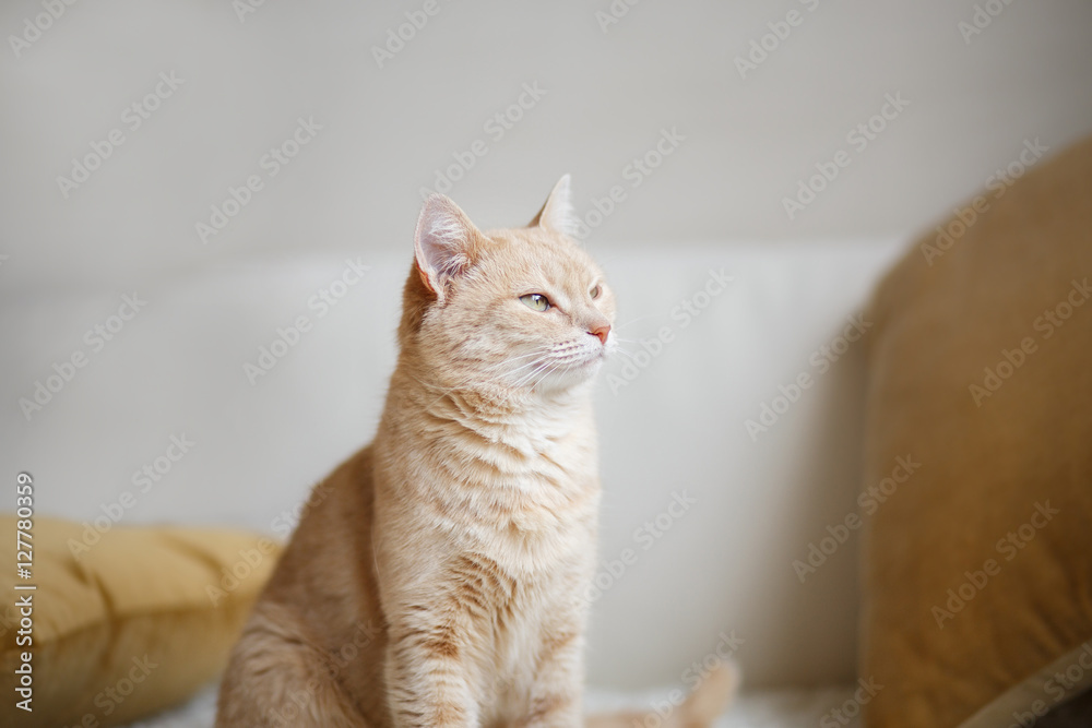 Red-headed cat