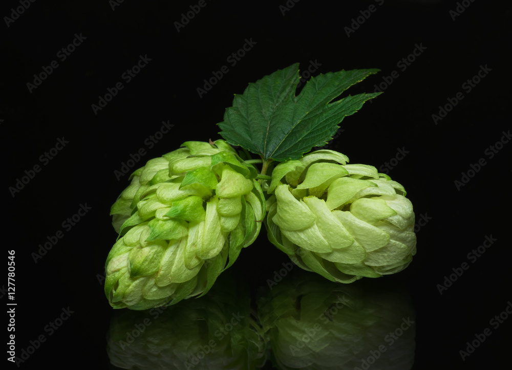 Growing on a branch of hop cones Growing on a branch of hop cones