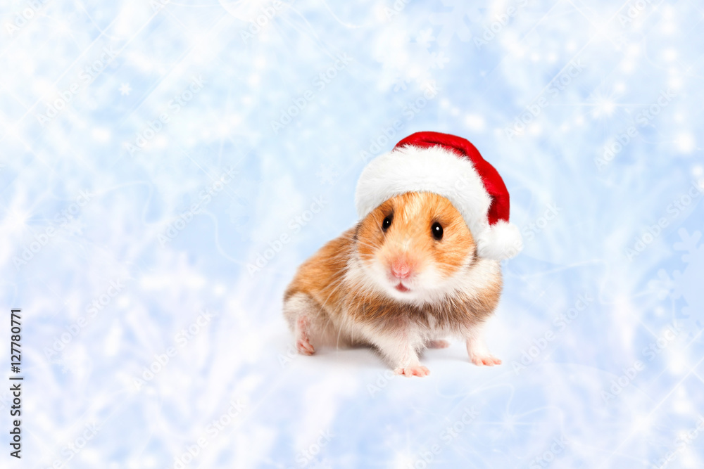 Hamster in a red Santa hat. Merry Christmas.