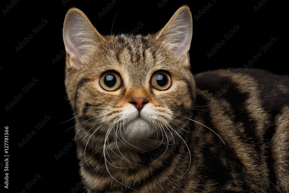 Close-up Portrait of Tabby Scottish Kitten, funny Looking, on Isolated black background