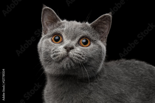 Close-up Portrait of Gray British Kitten, cute Looking up, on Isolated black background