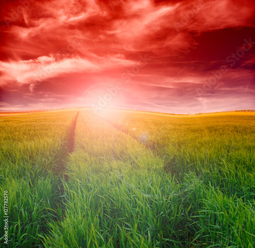 wheat field at the sunset