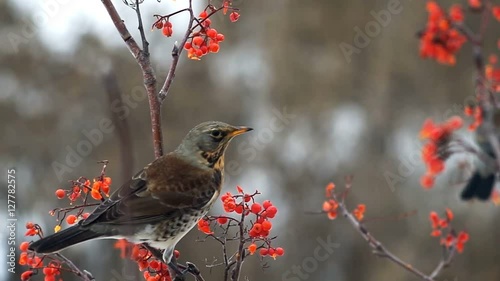 Fieldfare bird pecking rowanberry ash berries sitting on a branch