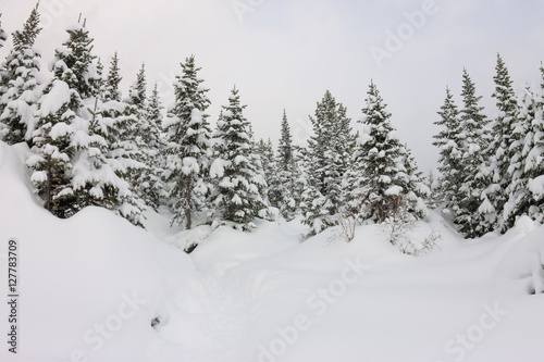 Snowfall in winter forest trees in the moonlight © Baikal360