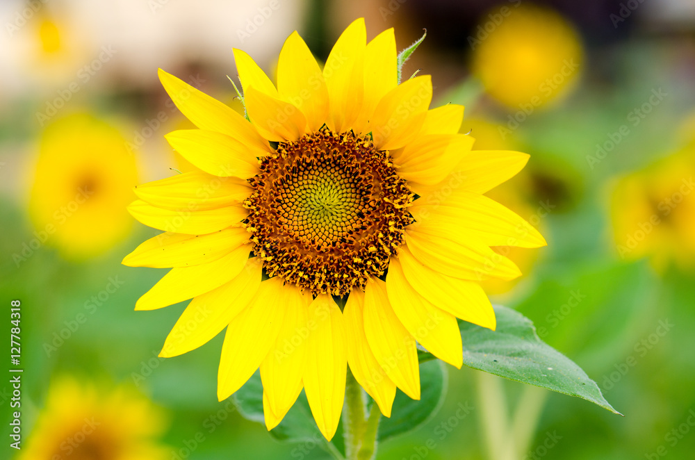 .Sunflower's Details and within pollen patterns and colors are v .Sunflower's Details and within pollen patterns and colors are v