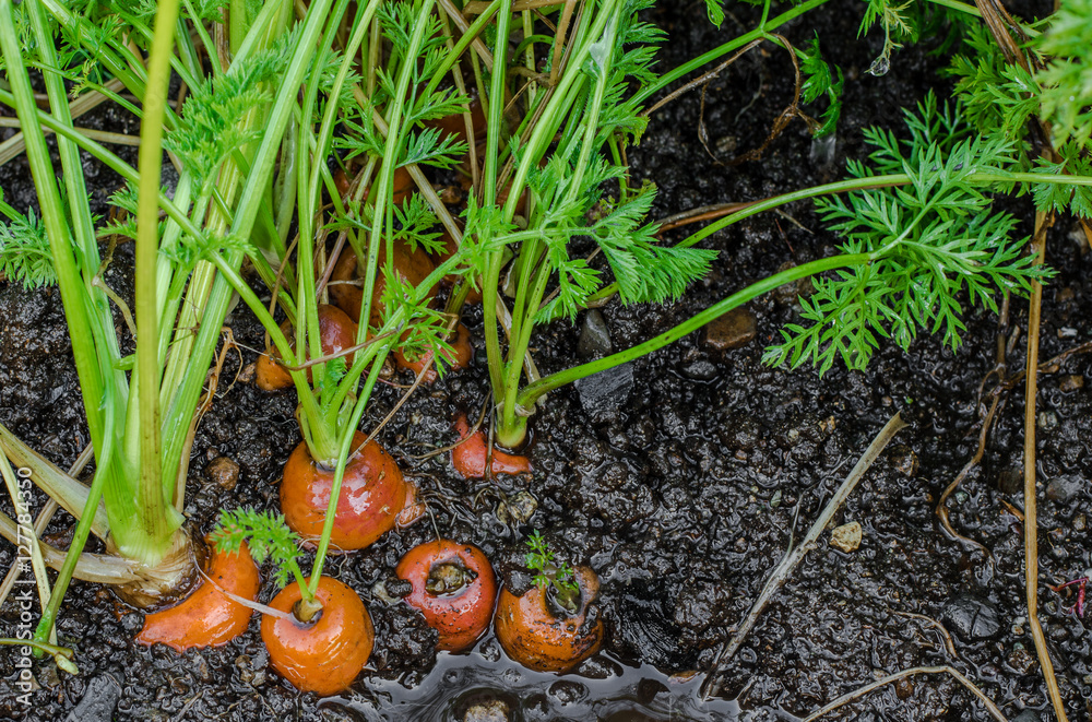 Fresh organic carrots right out of the ground. Organic gardening at its finest. Fresh organic carrots right out of the ground. Organic gardening at its finest.