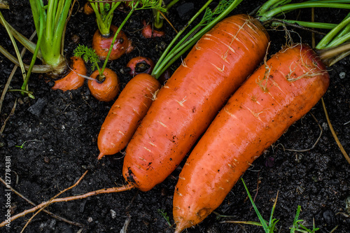 Fotografie Fresh organic carrots right out of the ground