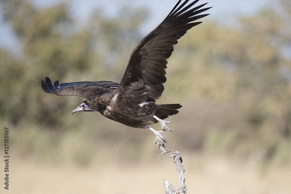 White Backed and hooded vultures in Botswana Africa White Backed and hooded vultures in Botswana Africa