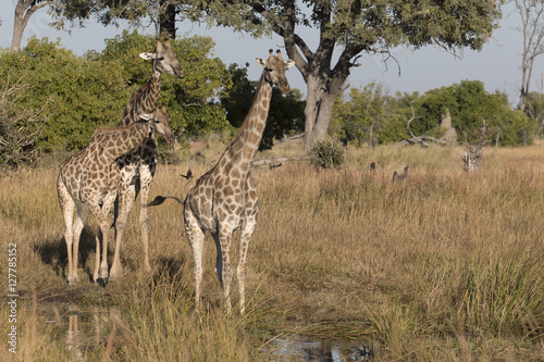 Angolan giraffes  also known as Namibian giraffes in Savuti Area of Botswana Africa