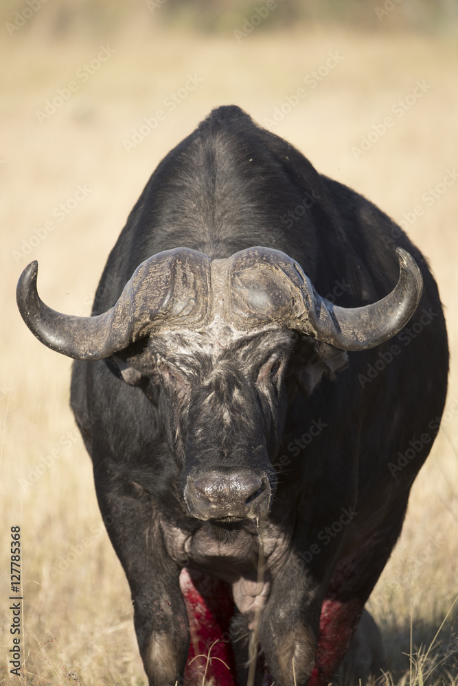 Obraz premium Lions killing old cape buffalo