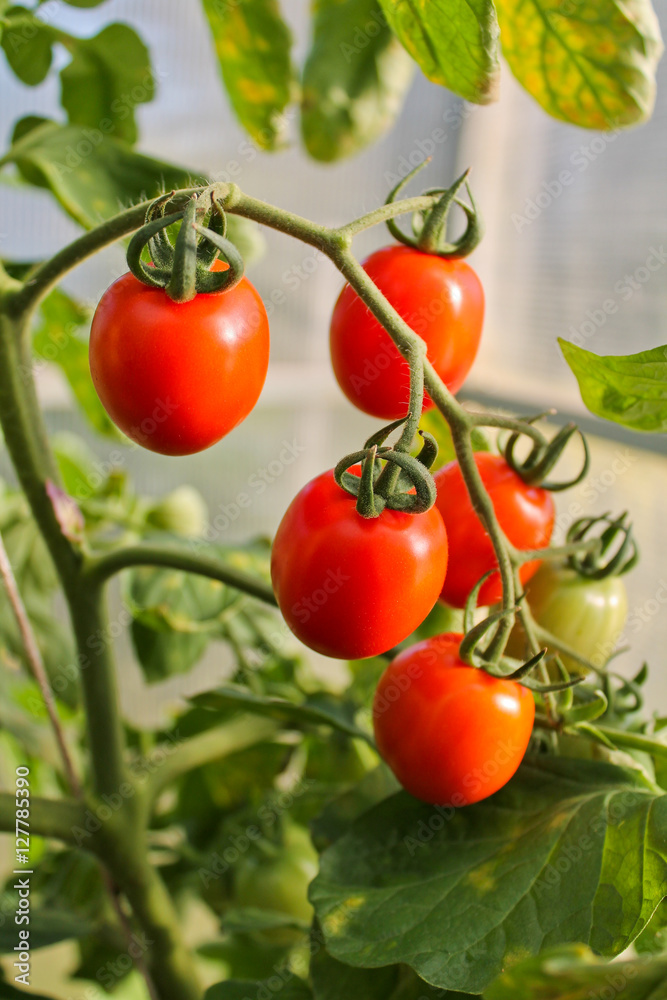 помидоры, сельское хозяйство