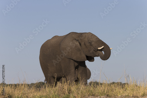 Elephants in Botswana  Africa