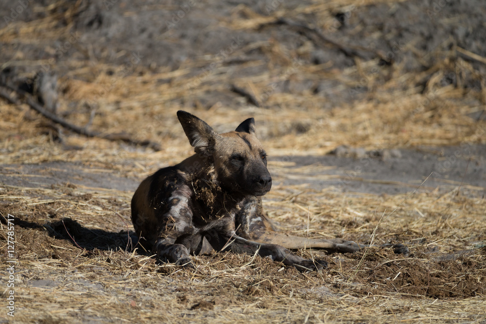 custom made wallpaper toronto digitalWild Dogs in Savuti Botswana Africa