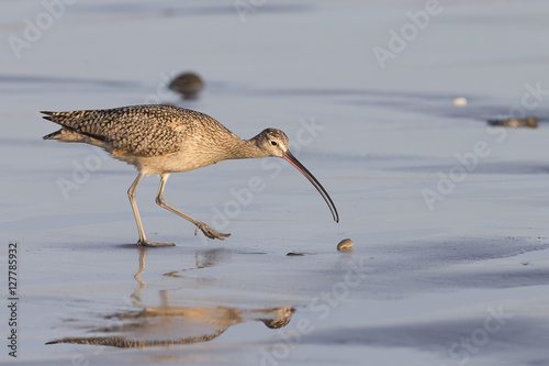 Long-billed Curlew on California Beach	 photo