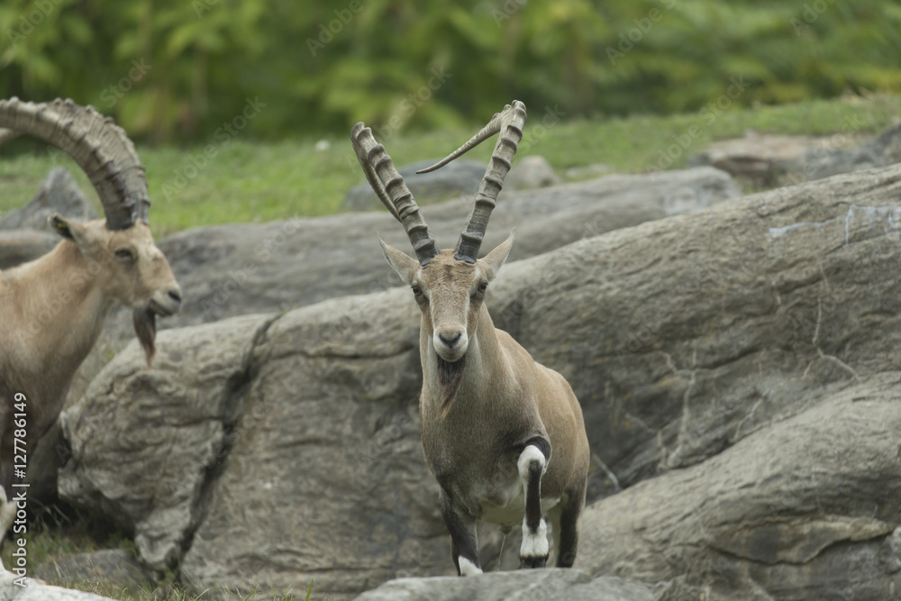 Nubian Ibex in zoo in USA