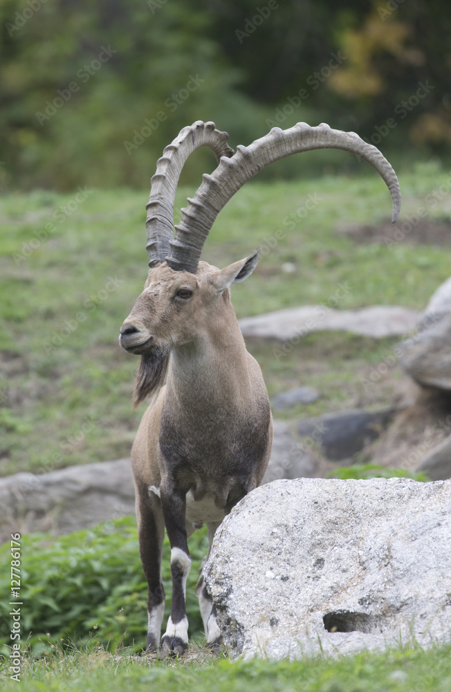 Nubian Ibex in zoo in USA