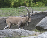 Nubian Ibex in zoo in USA