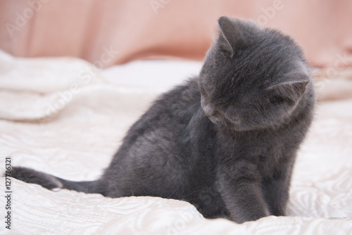 Little gray kitten sitting on white bed.