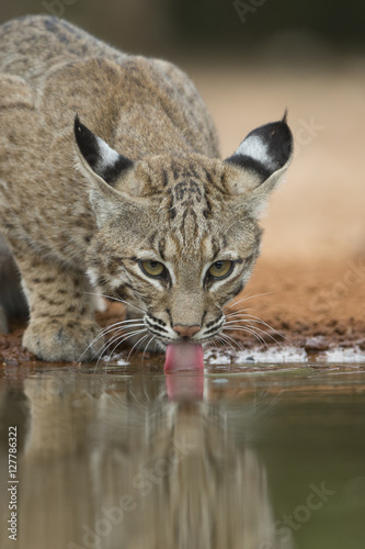 Wild Bobcat at watering hole in Rio Grande valley of texas