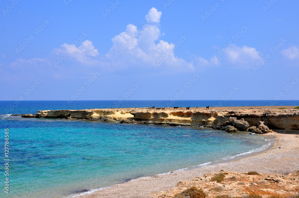Northern Cyprus landscape with wild donkeys Northern Cyprus landscape with wild donkeys