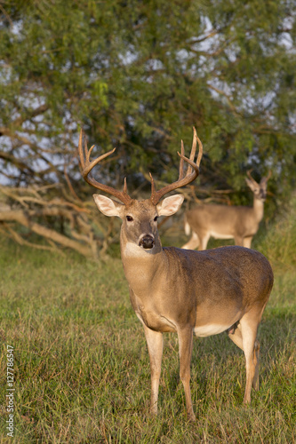 White-tailed Deer in Texas State Park