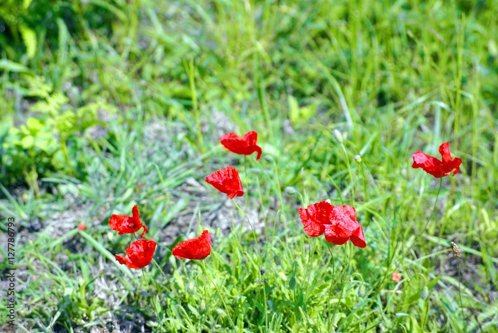 coastline brittany france summer