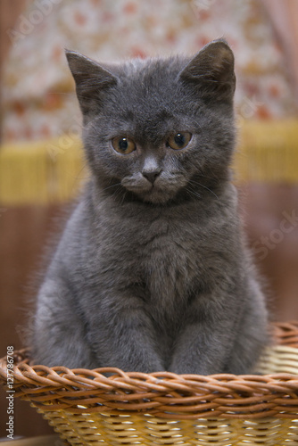 Little gray kitten sitting in a wicker basket. photo