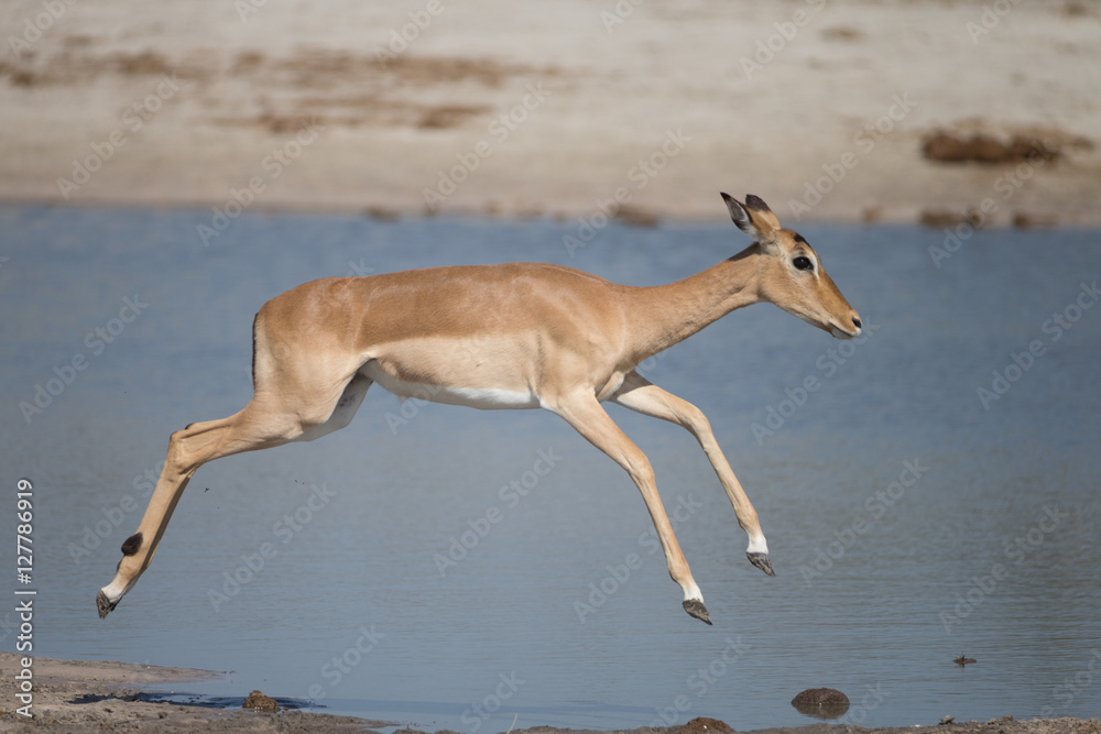Impala around waterhole Impala around waterhole