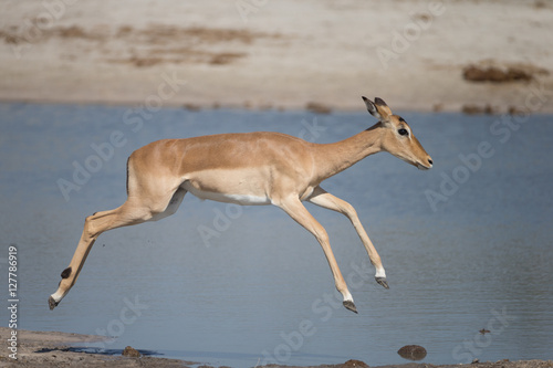 Impala around waterhole