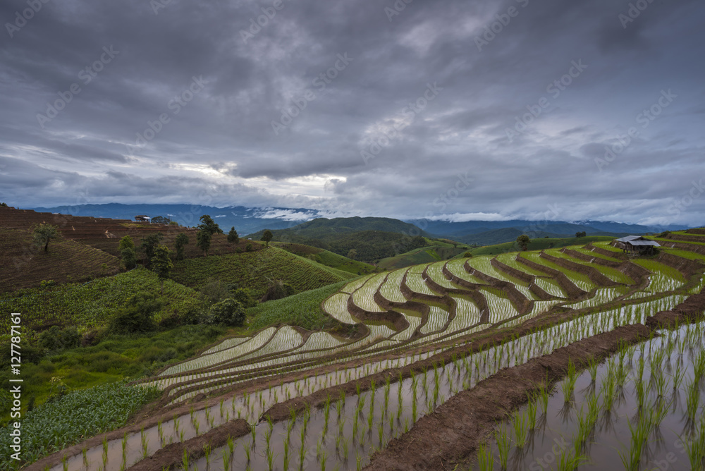 Terraced Rice Field, Pa Pong Pieng , Mae Chaem, Chiang Mai, Thailand Terraced Rice Field, Pa Pong Pieng , Mae Chaem, Chiang Mai, Thailand