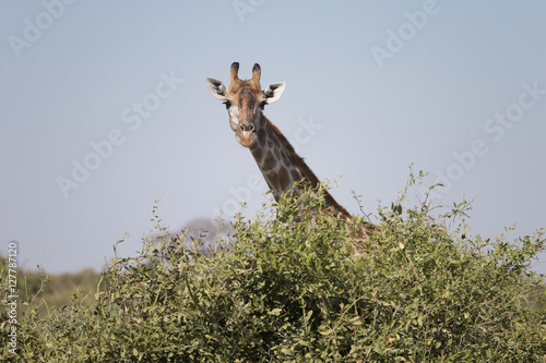 Photography Angolan giraffes, also known as Namibian giraffes in Savuti Area of Botswana Afr