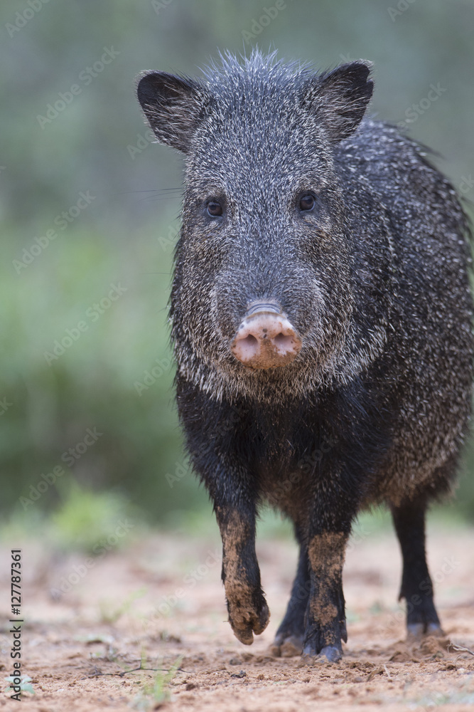 Javalina on Texas Ranch near Rio Grande Valley Javalina on Texas Ranch near Rio Grande Valley