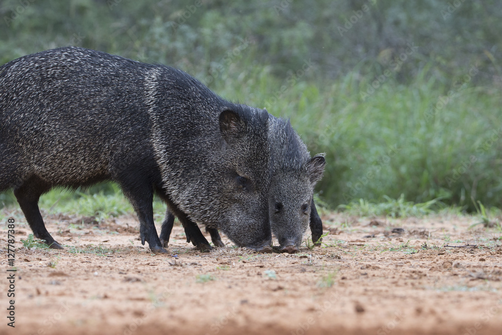 Javalina on Texas Ranch near Rio Grande Valley Javalina on Texas Ranch near Rio Grande Valley