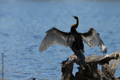 African Darter spreading wings on river in Botswana Africa © Dennis Donohue