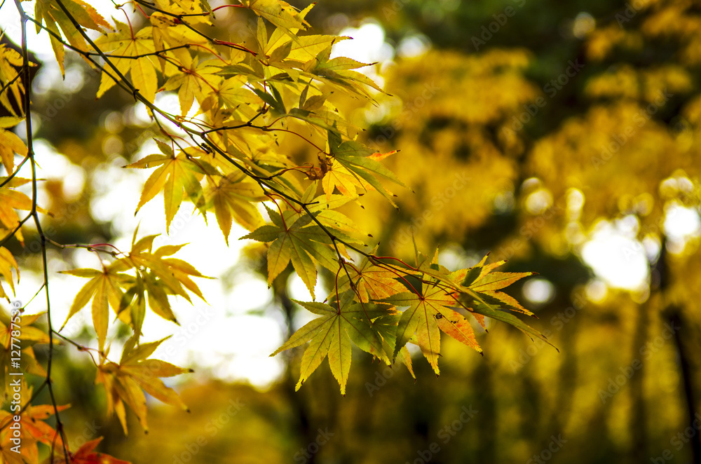 Maple Maple