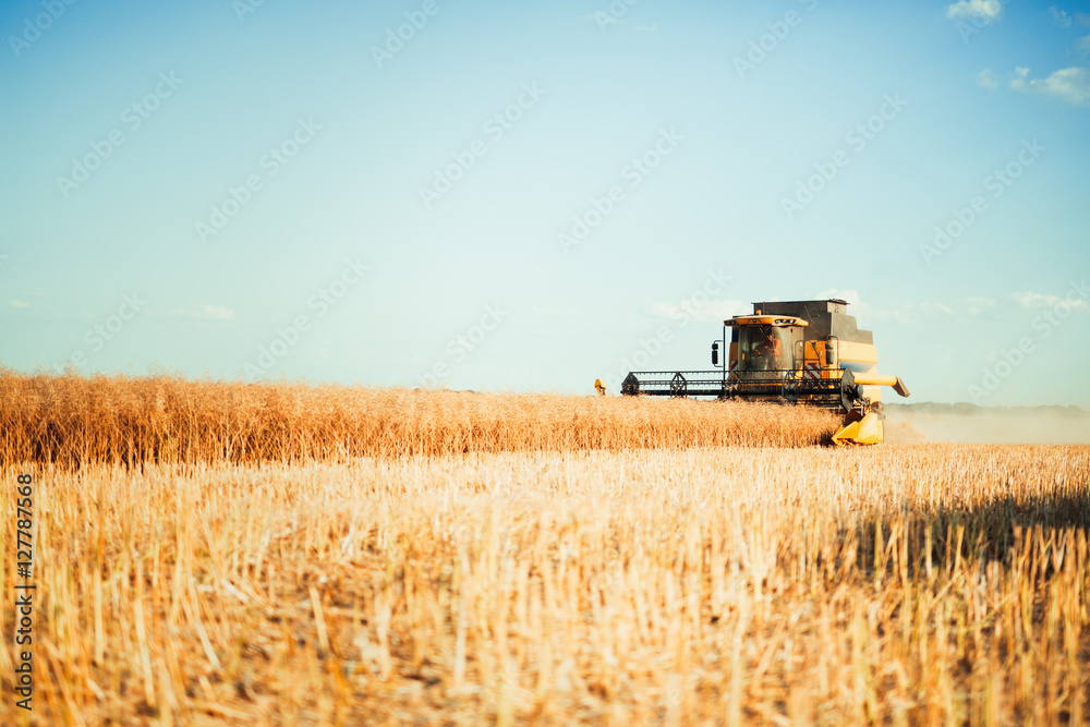 Fototapeta premium Agricultura machine working in fields